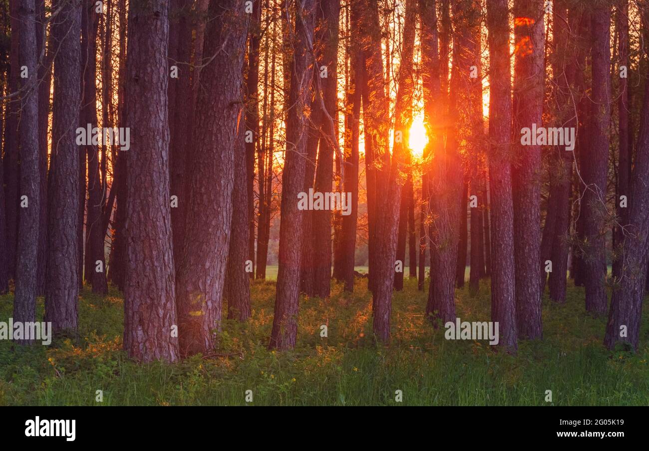 Magic evening red light in the forest with sun rays. Stock Photo