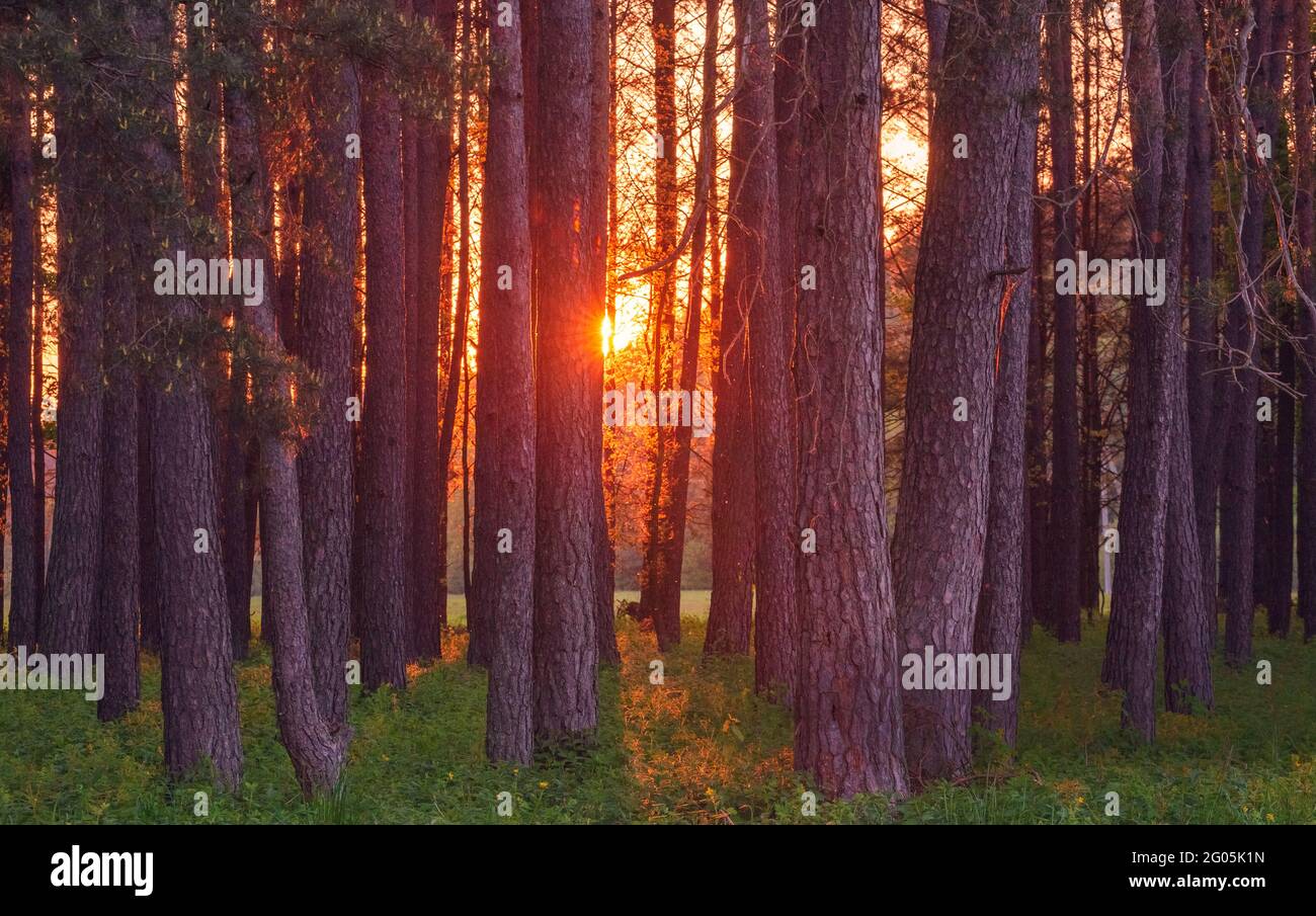 Magic evening red light in the forest with sun rays. Stock Photo