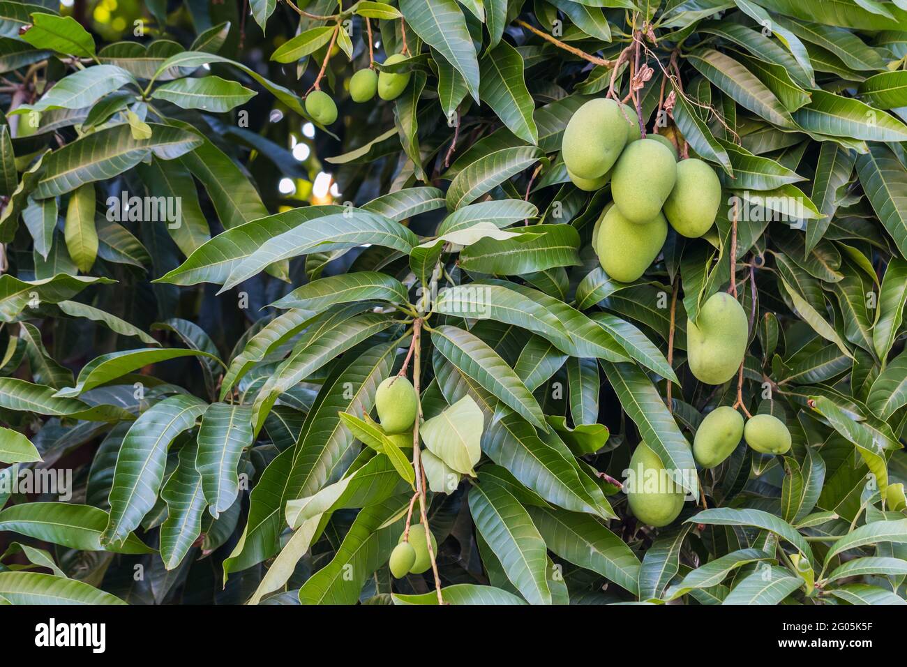 Fresh Mangoes, Each, Sweet