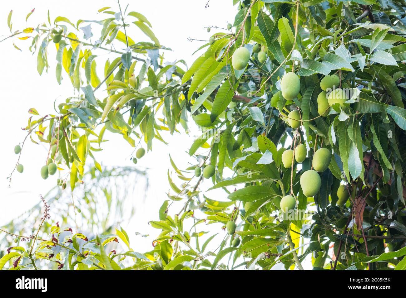 Lush green mango tree hi-res stock photography and images - Page 3 - Alamy, image size:1300x956