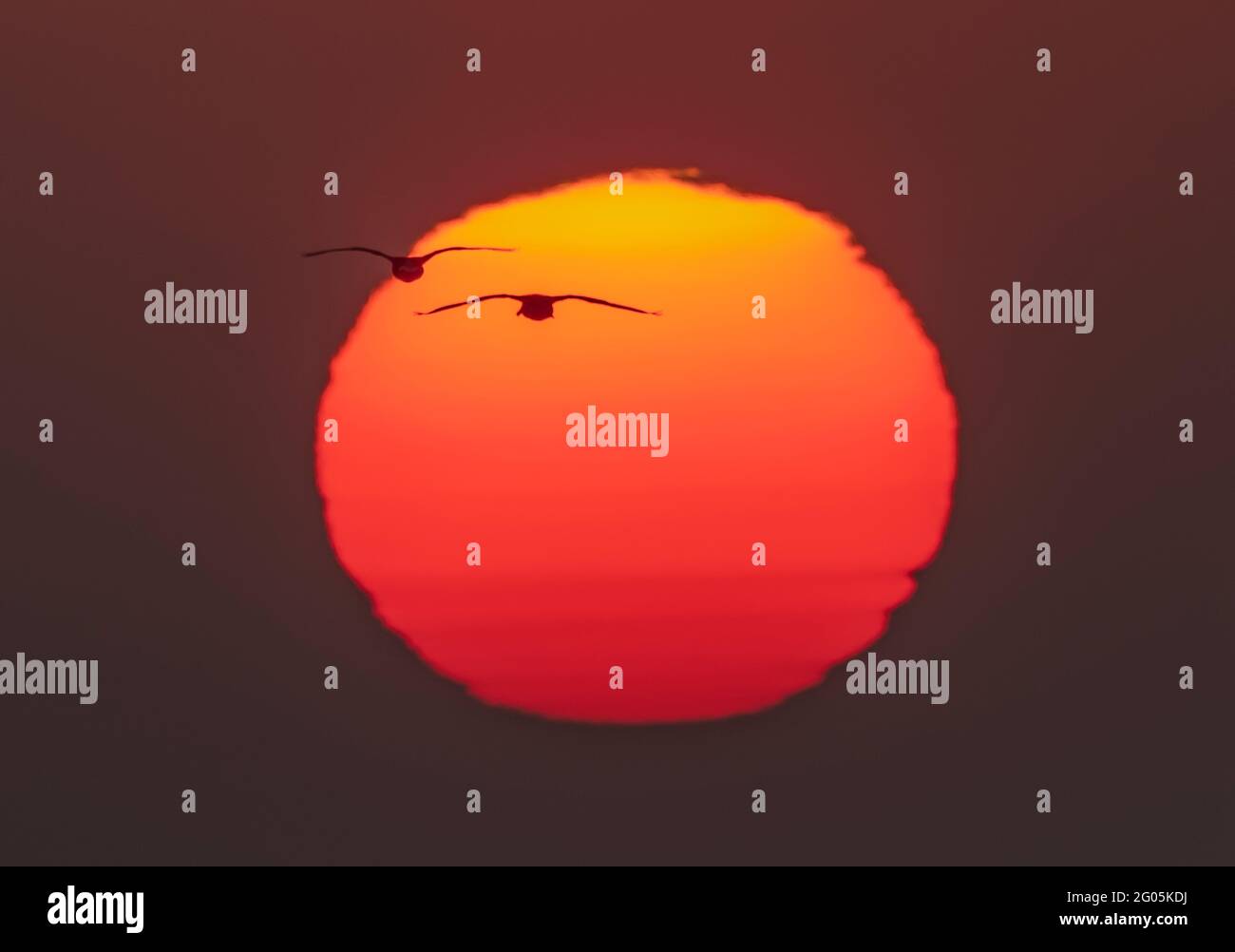 Wimbledon, London, UK. 1 June 2021. The rising sun contorts in shapes as it moves through thick layers of atmosphere near the horizon over London before it begins a day of mini heatwave temperatures. A pair of seagulls are silhouetted against the star. Credit: Malcolm Park/Alamy Stock Photo
