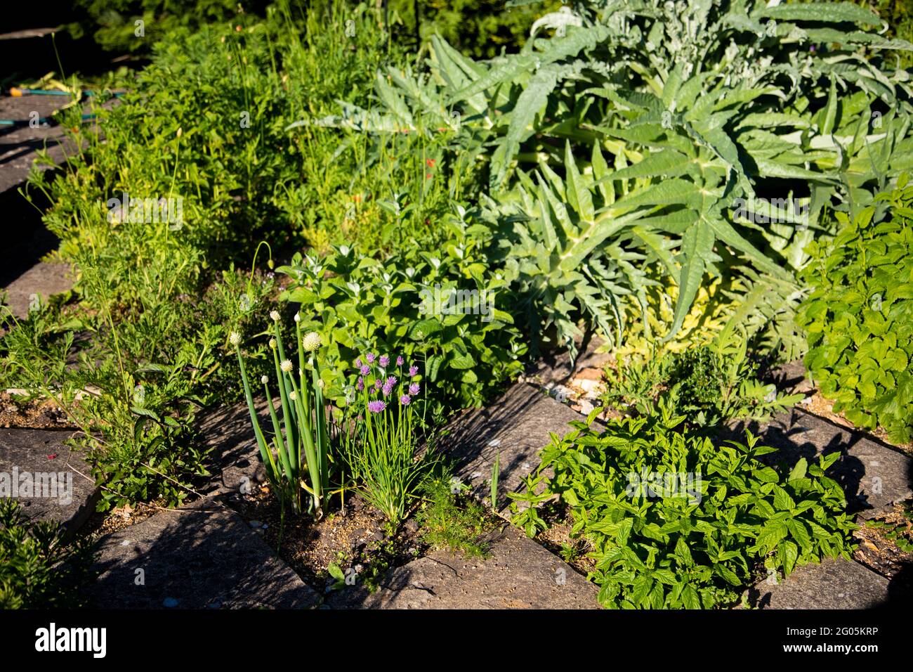 Patio herb garden in spring Stock Photo