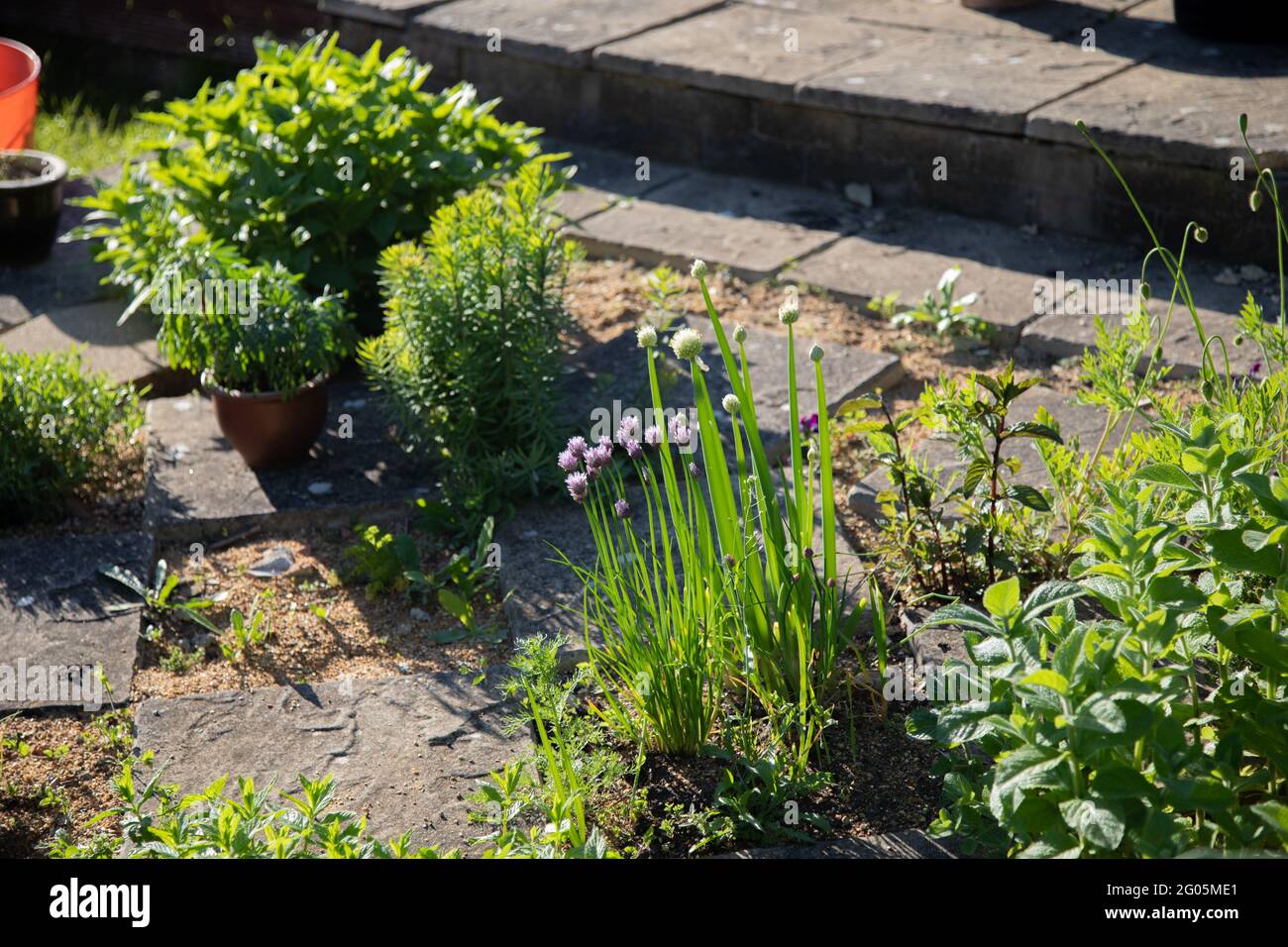 Patio herb bed in spring with chives and Welsh onions Stock Photo