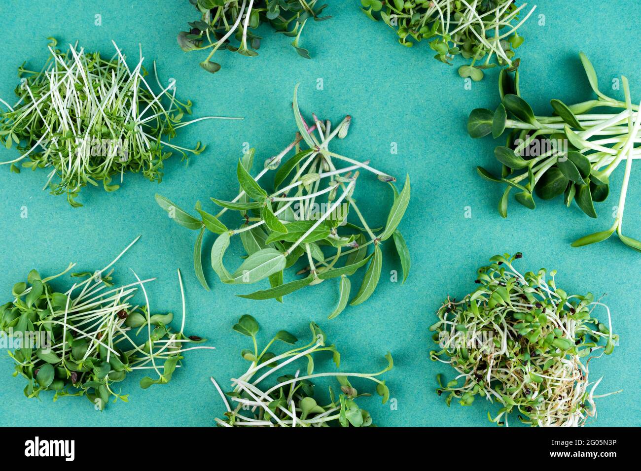 Different types and varieties of microgreens. Growing. Sunflower leaves