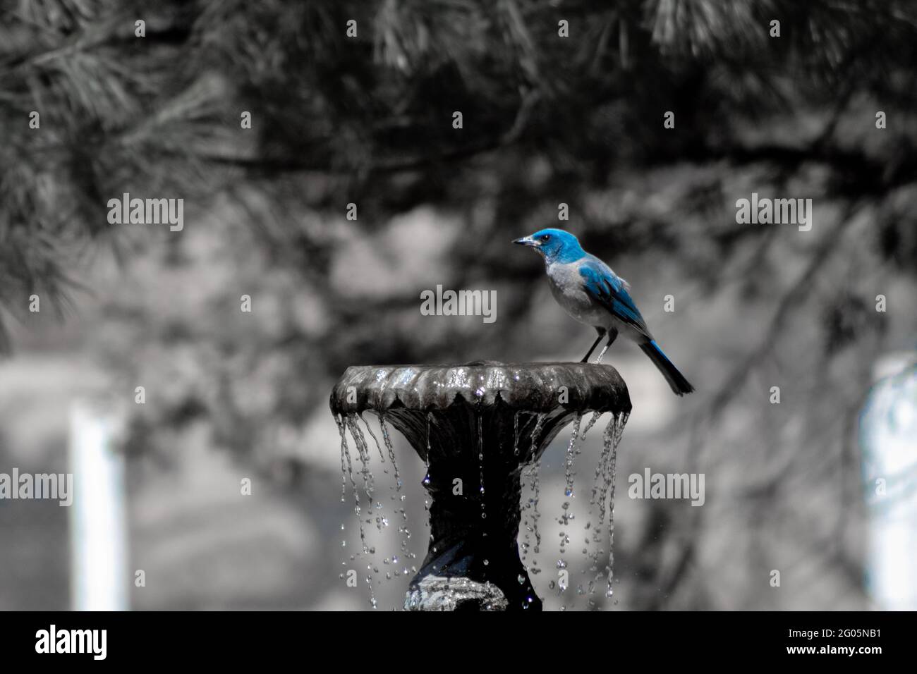 Closeup shot of a blue steller's jay perched on a fountain Stock Photo