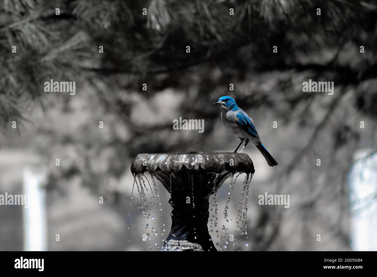 Closeup shot of a blue steller's jay perched on a fountain Stock Photo