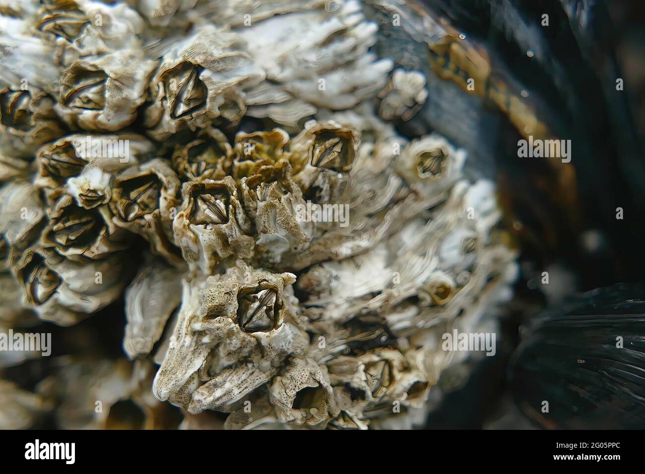 Close-up detailed shot of the barnacles found in the marine environment. Stock Photo