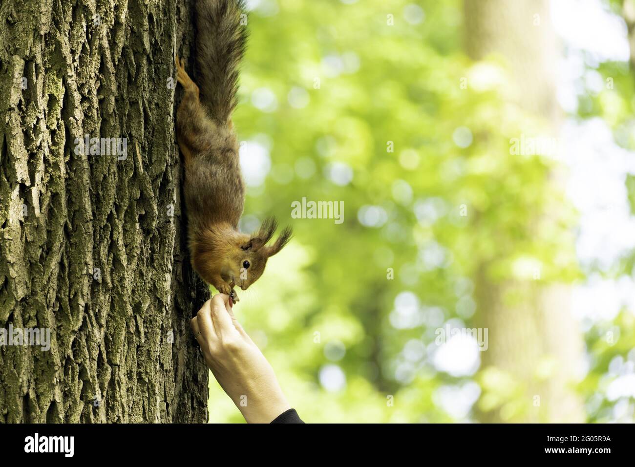 Squirrel on a tree. Red squirrel eats nuts from a human palm. Stock Photo
