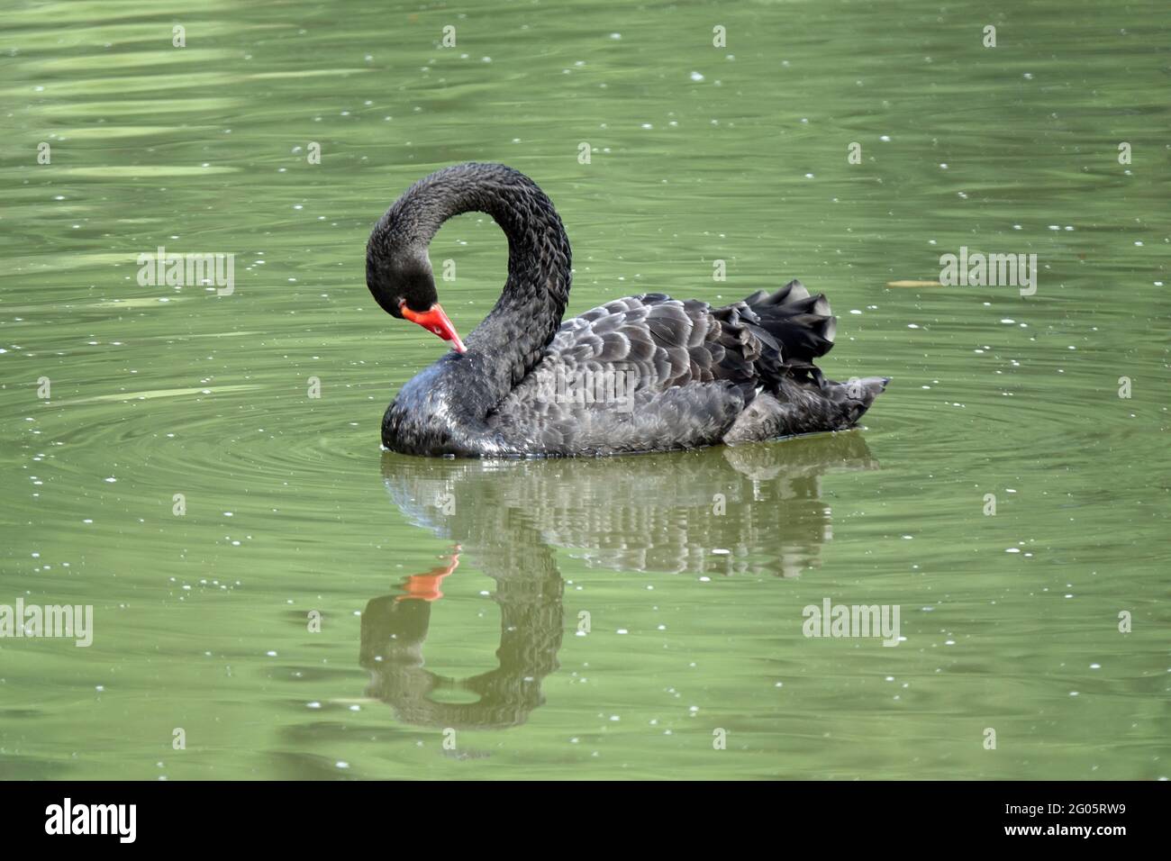 Mourning Swan High Resolution Stock Photography and Images - Alamy