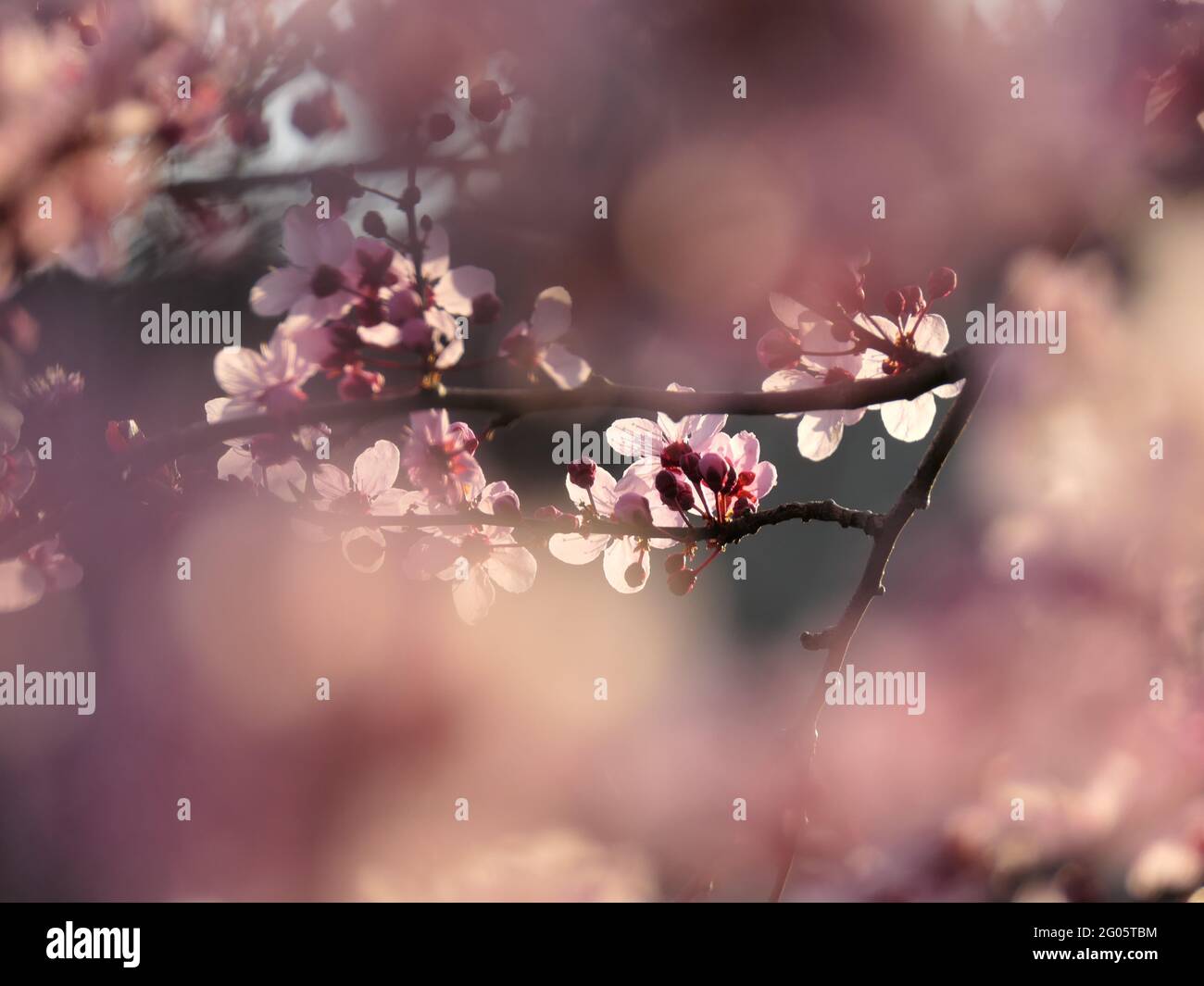 Flowering Branch Of A Blood Plum Stock Photo