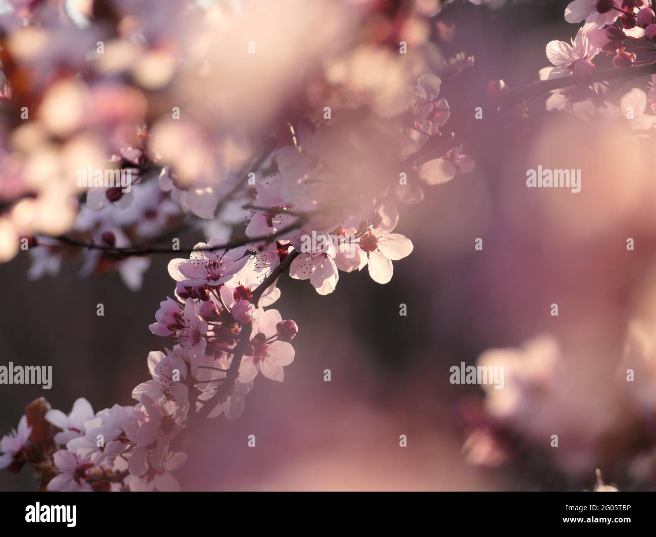 Flowering Branch Of A Blood Plum Stock Photo