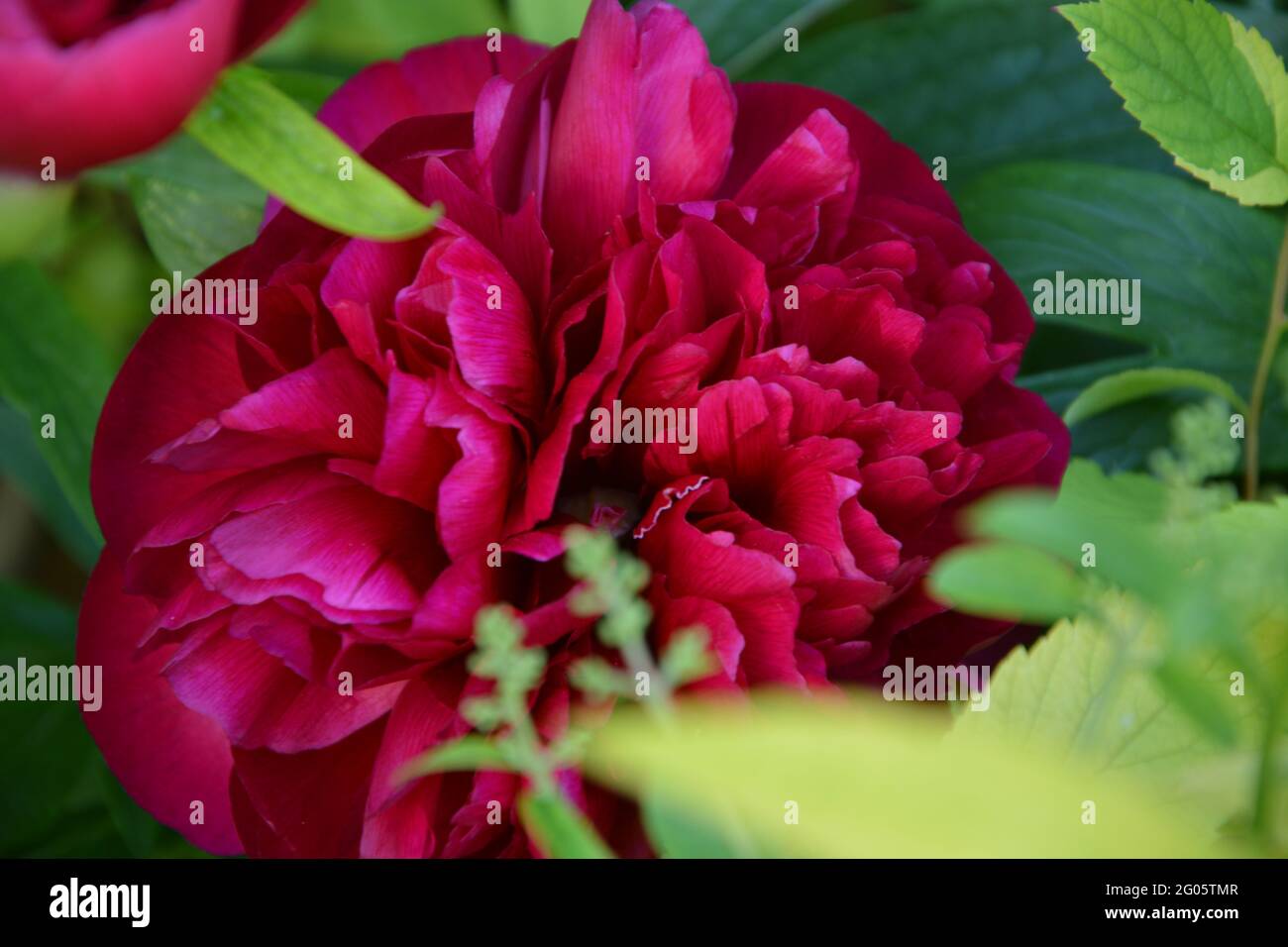 Double Red Peony, Paeonia Officinalis Rubra Plena, Purely Beautiful and Peaceful Floral Space Stock Photo