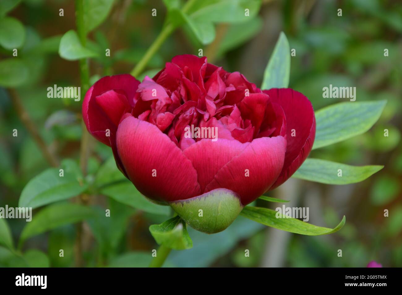 Paeonia Officinalis Rubra Plena, Double Red Peony  UK, Purely Beautiful and Peaceful Floral Space Stock Photo