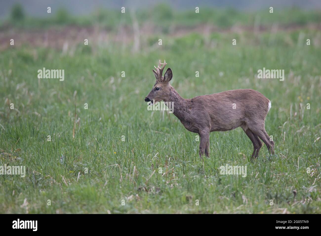 Reh, Capreolus capreolus, roe deer Stock Photo