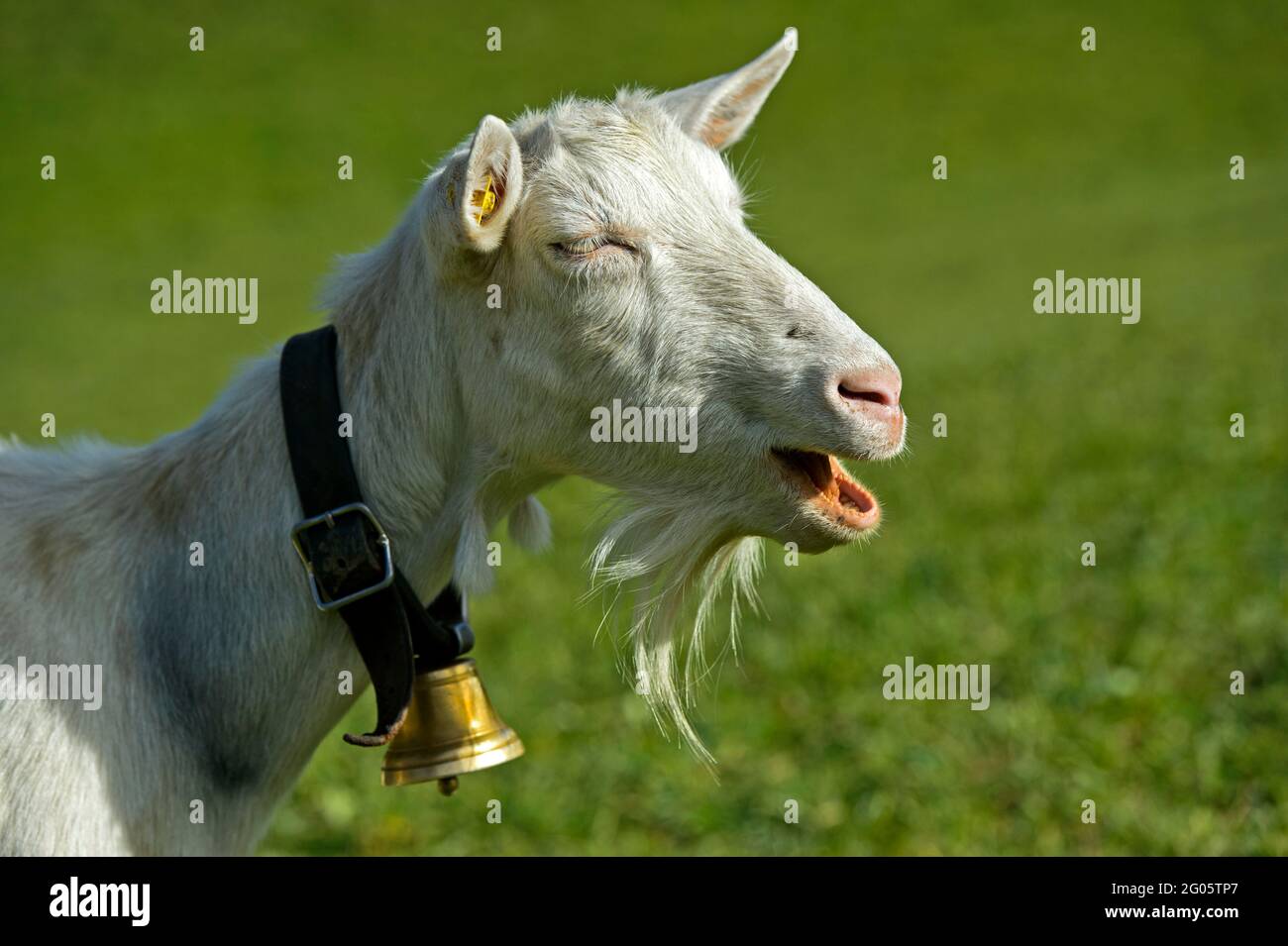 Saanen Goat, Unhorned Billy Goat With Goatbeard And Bell, Saanen, Obersimmental-Saanen, Switzerland Stock Photo