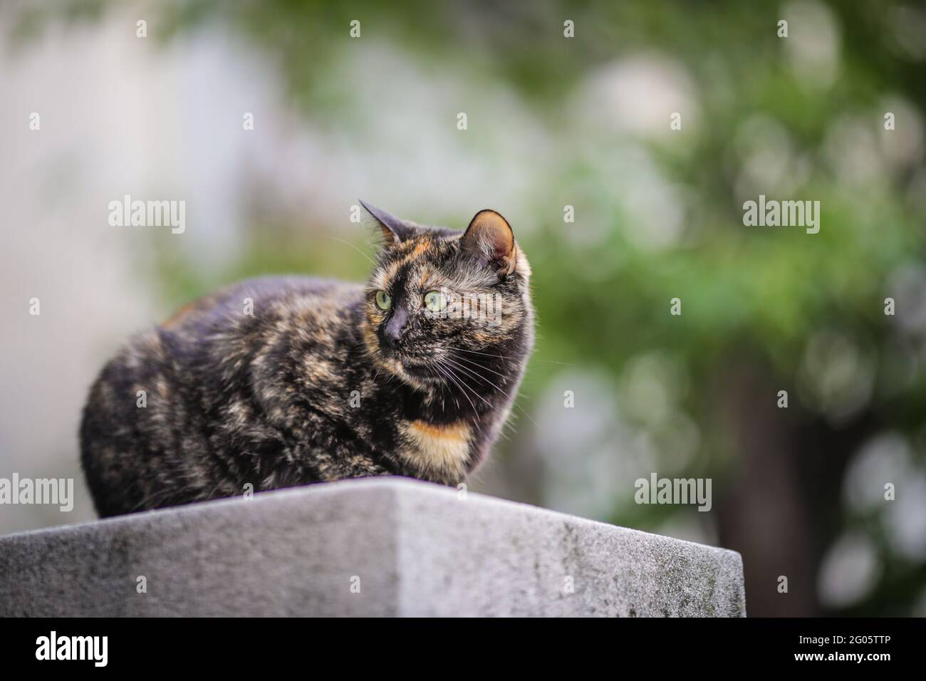 Cloudy day with cat hi-res stock photography and images - Alamy