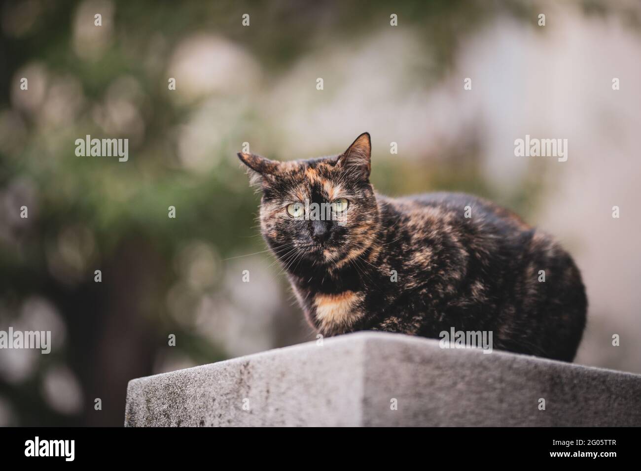 Cloudy day with cat hi-res stock photography and images - Alamy
