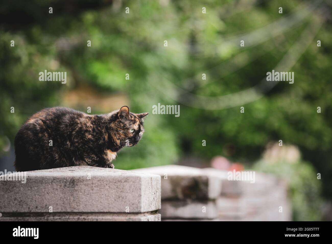 Cloudy day with cat hi-res stock photography and images - Alamy