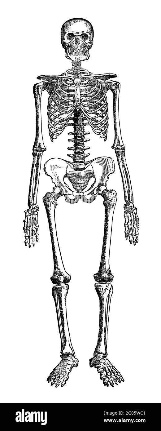 An engraved vintage illustration image of  a human skeleton of a man, from a Victorian book dated 1880 that is no longer in copyright Stock Photo