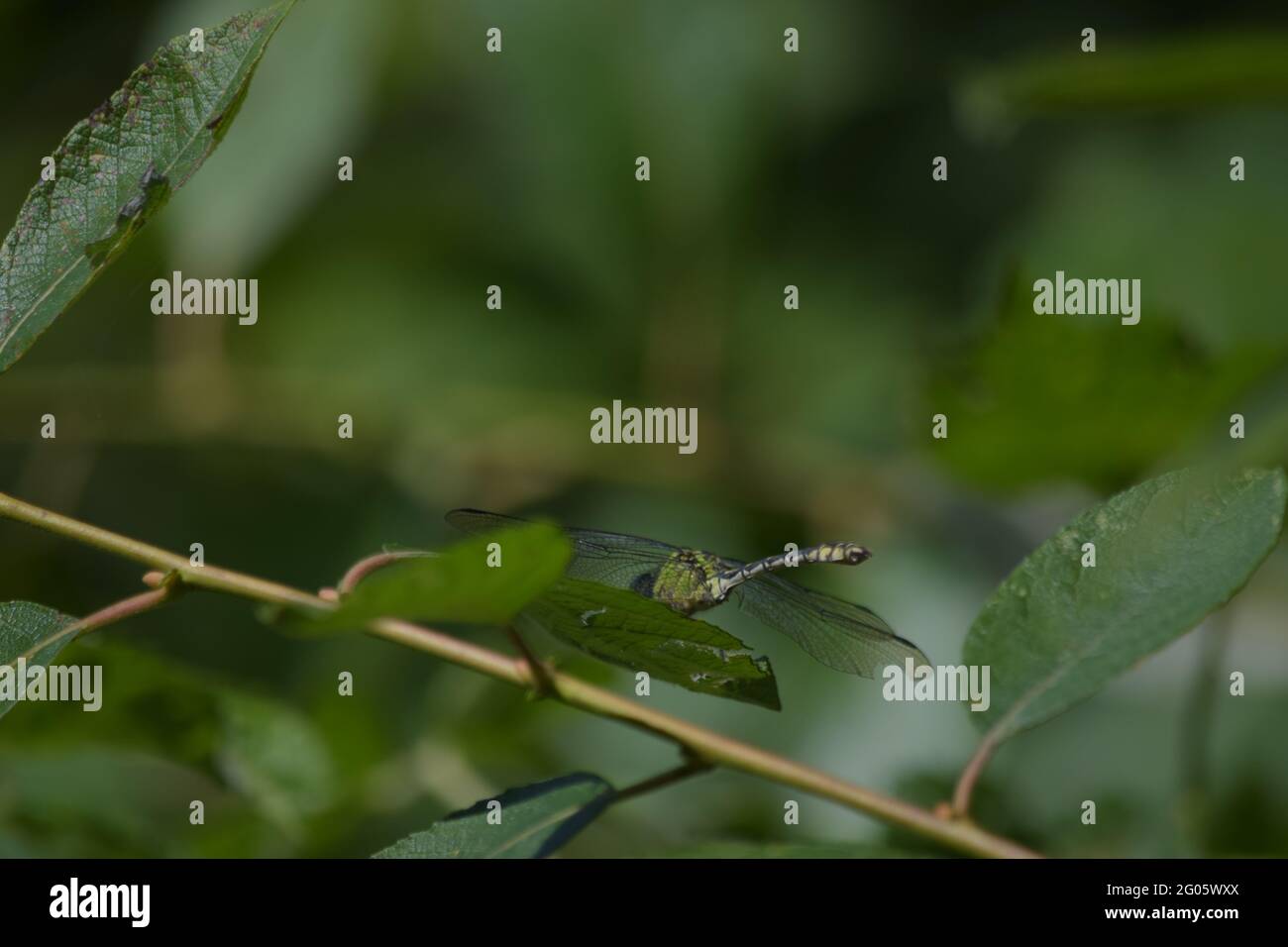 Selective focus shot of a dragonfly resting on a branch with leaves ...