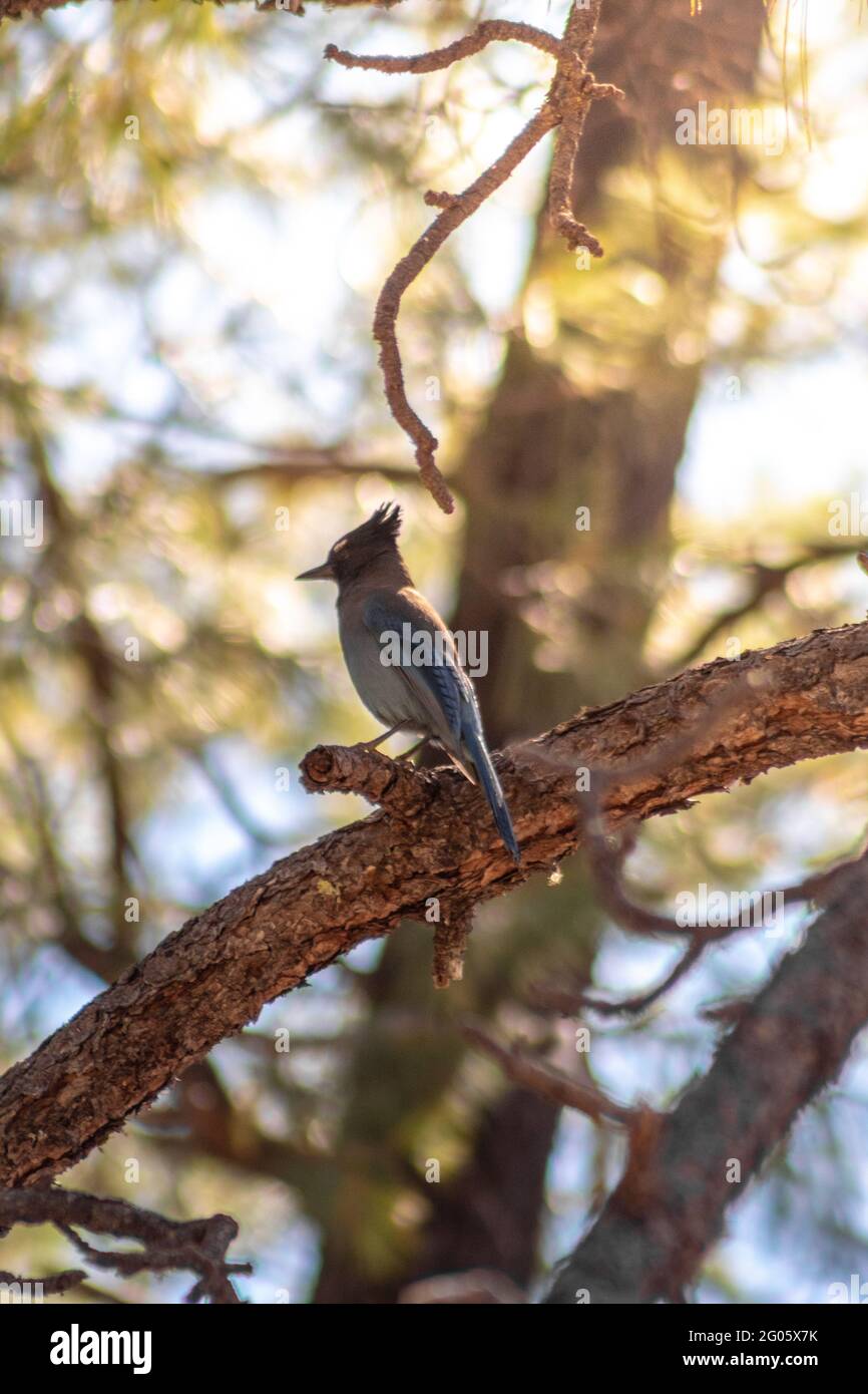 Vertical shot of a blue steller's jay perched on a tree branch Stock Photo