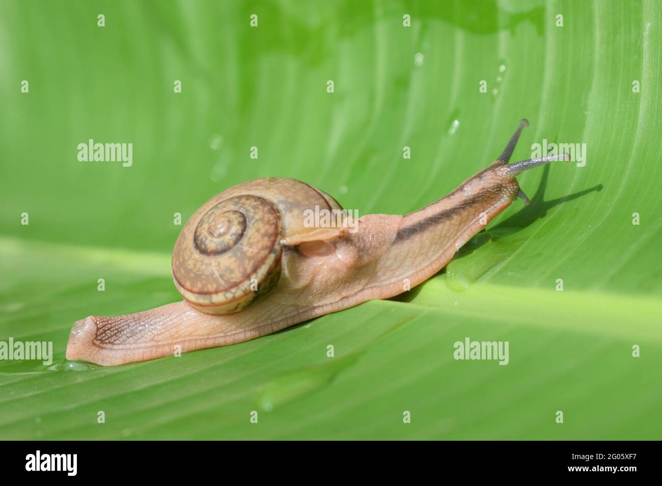 Large tropical snail on a wet banana tree leaf Stock Photo Alamy