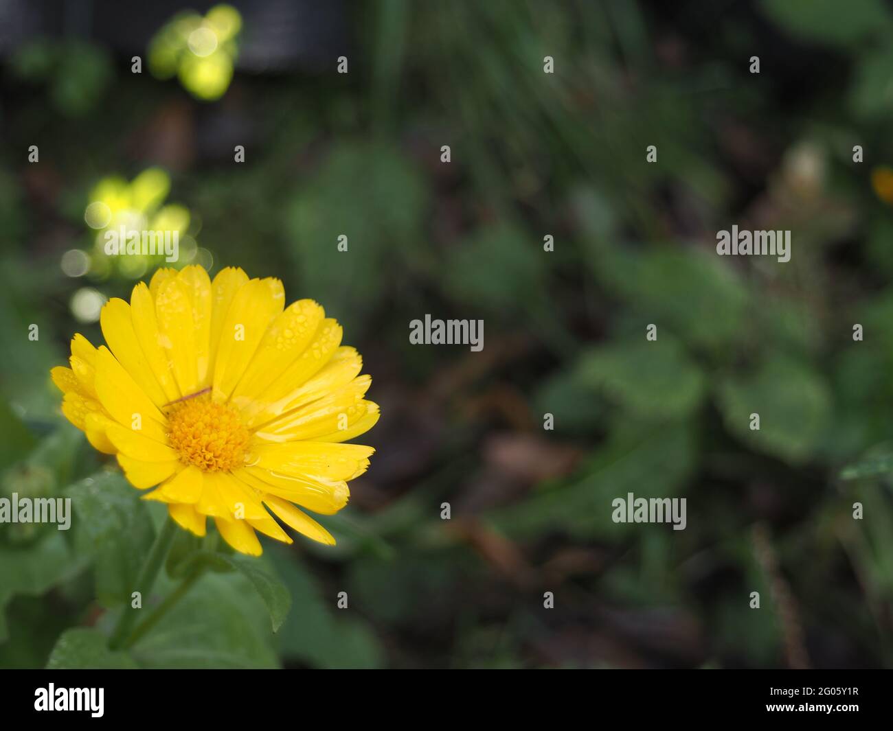Close up photo of cosmos flower hi-res stock photography and images - Alamy