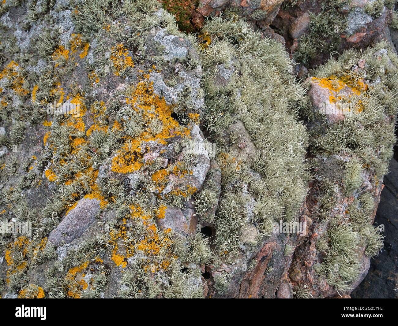 Yellow crotal lichen (xanthoria parietina) and beard moss lichen (usnea) growing on rock in southern Shetland, UK Stock Photo