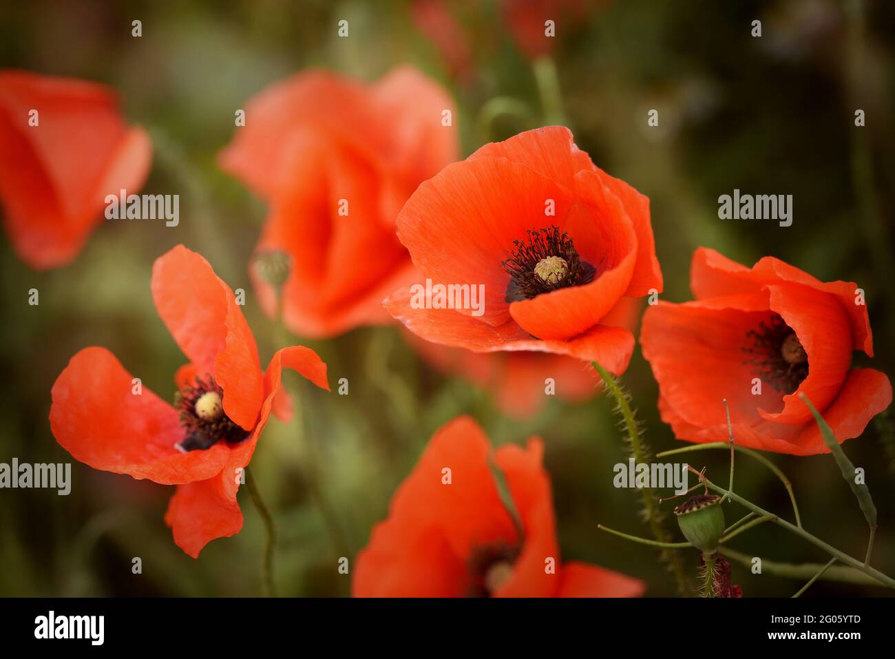 Field of Corn Poppy Flowers Papaver rhoeas moody image Stock Photo - Alamy