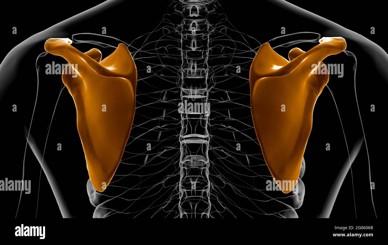 Human skeleton anatomy Scapula Bone 3D Rendering For Medical Concept