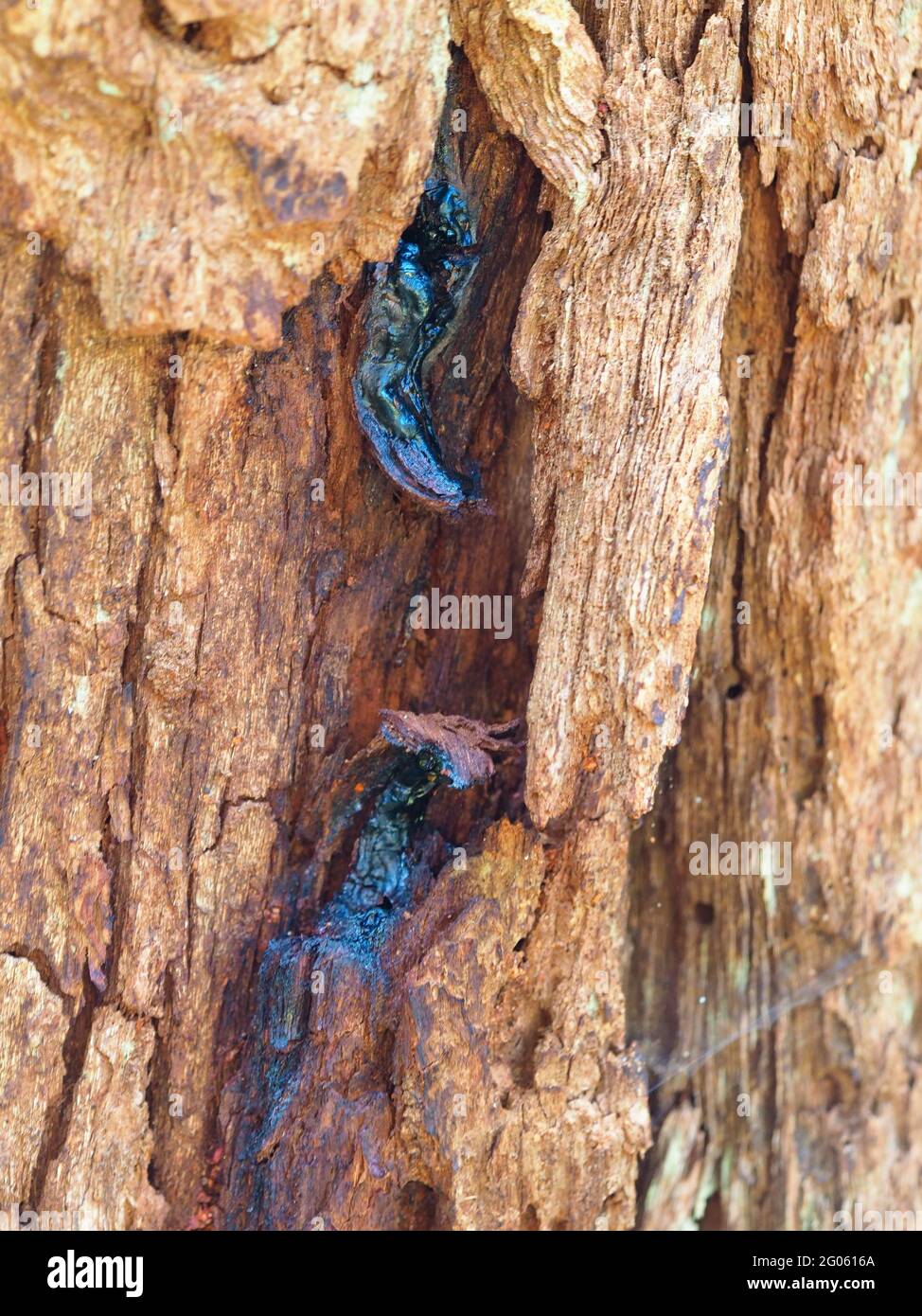 The strong solid trunk of an Australian Gum Tree, Eucalyptus Robusta, with sap, which likes to grow in swampy soils on the East Coast Stock Photo