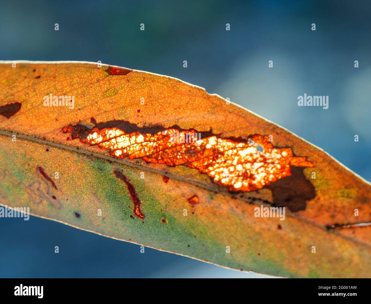 Eucalyptus leaves. Macro of colourful Gum Leaf, a see through patch where it has worn through to