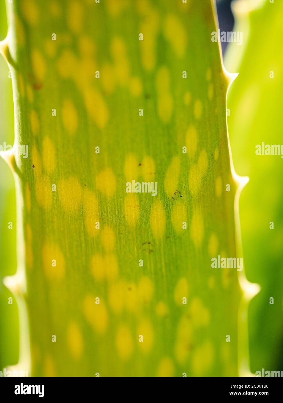 Aloe Vera plant closeup with sunlight shining through from behind Stock