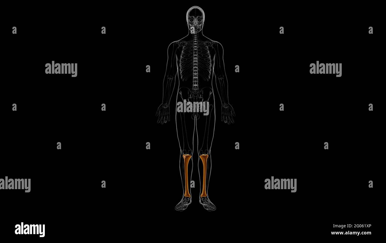 Human skeleton anatomy Tibia Bone 3D Rendering For Medical Concept ...