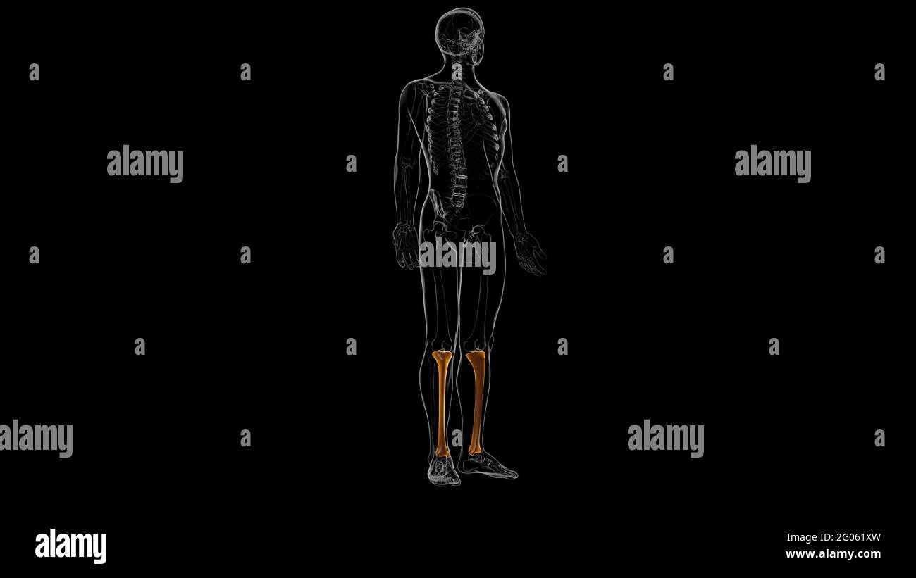 Human skeleton anatomy Tibia Bone 3D Rendering For Medical Concept Stock Photo