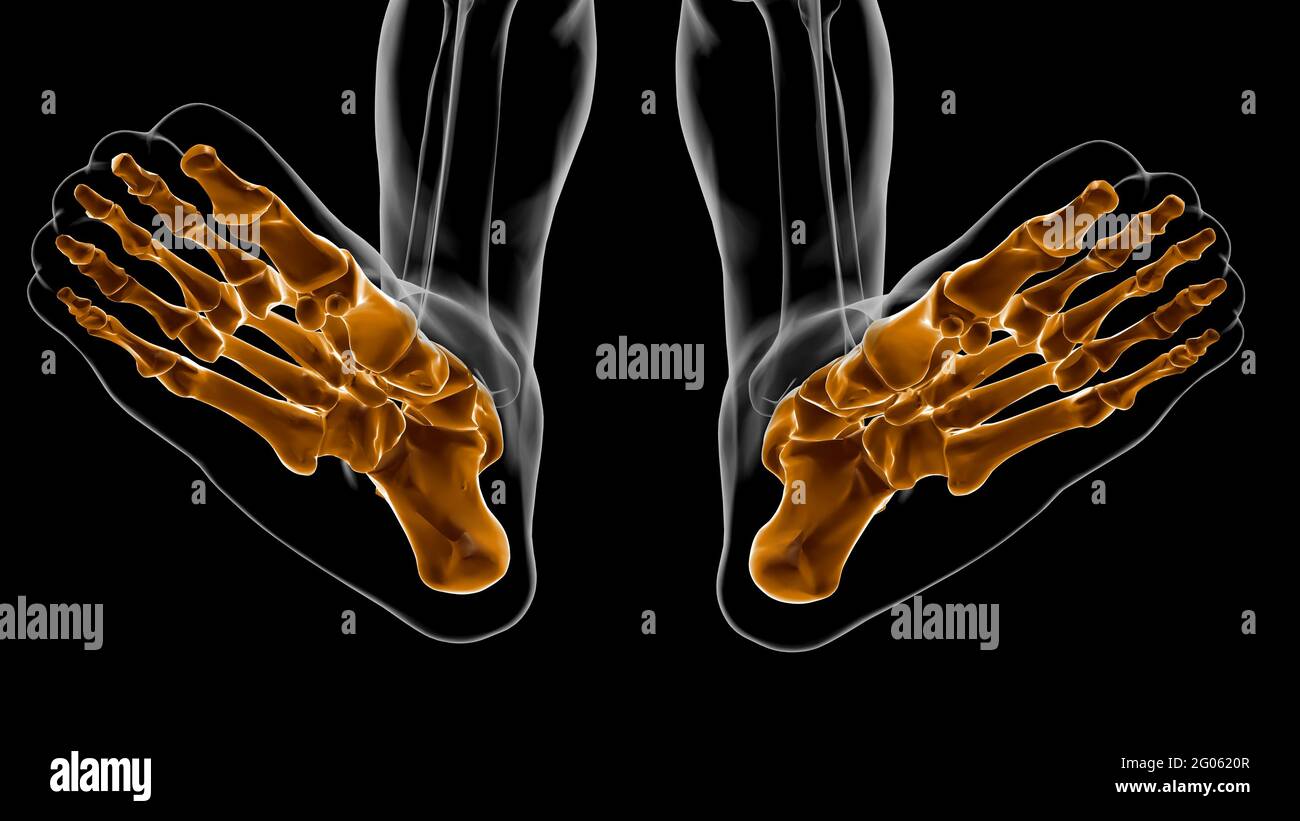Human Skeleton Foot bones Anatomy For Medical Concept 3D Illustration Stock Photo