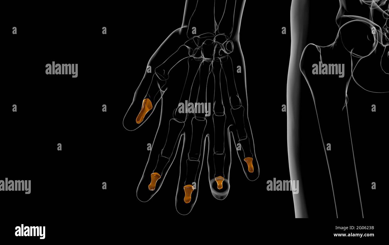 Human Skeleton Hand Distal Phalanges Bone Anatomy For Medical Concept 3D Illustration Stock Photo
