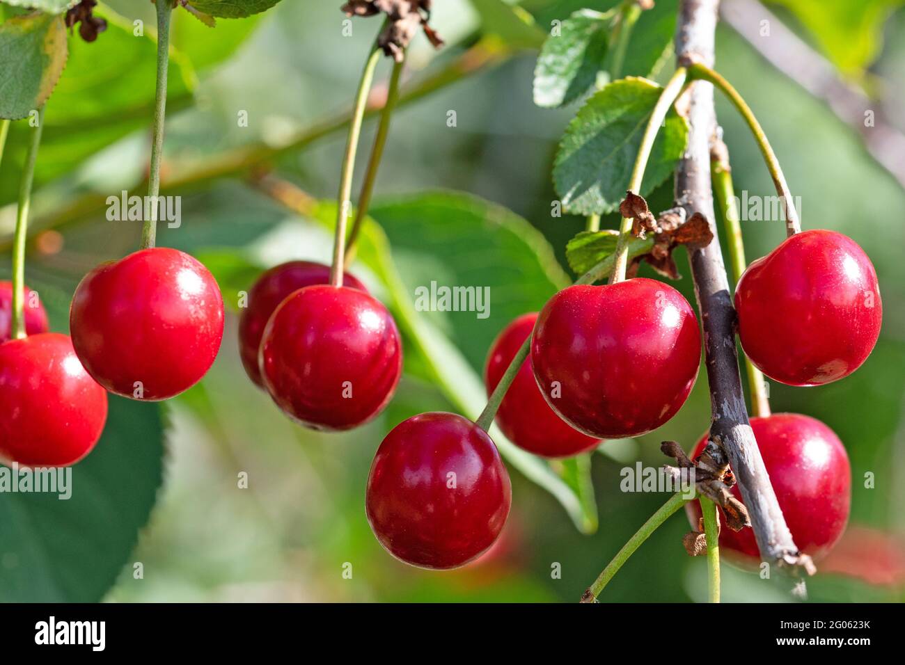 Ripe sour cherries on the tree Stock Photo
