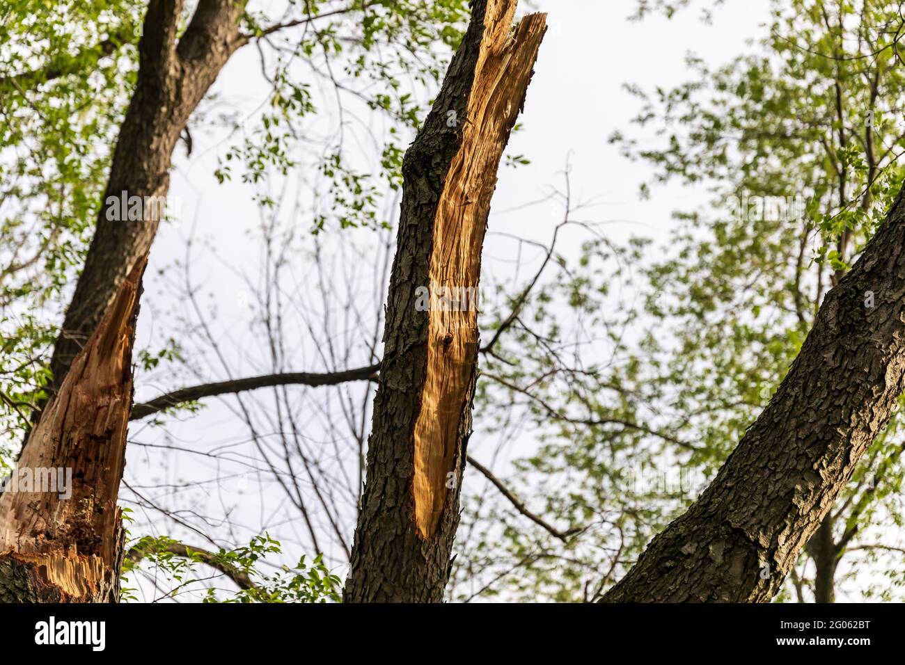 Damaged tree trunk hi-res stock photography and images - Alamy