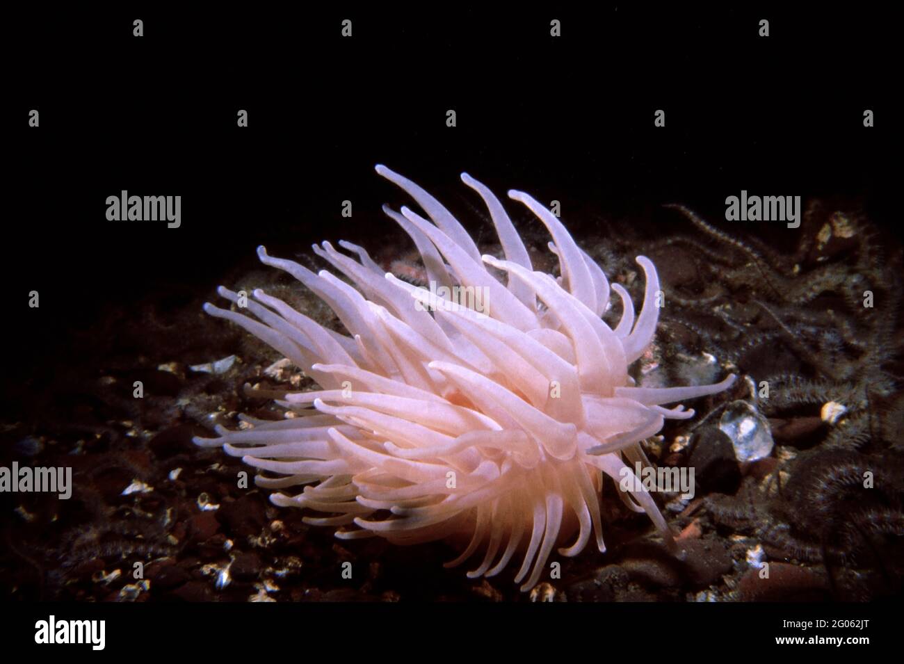Deeplet sea anemone (Bolocera tuediae) St. Abbs Head, UK. Stock Photo