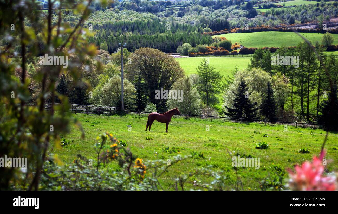 Race horse grazing on the foot hills of Mount Leinster, Kilbrannish South, County Carlow, Ireland, Europe Stock Photo