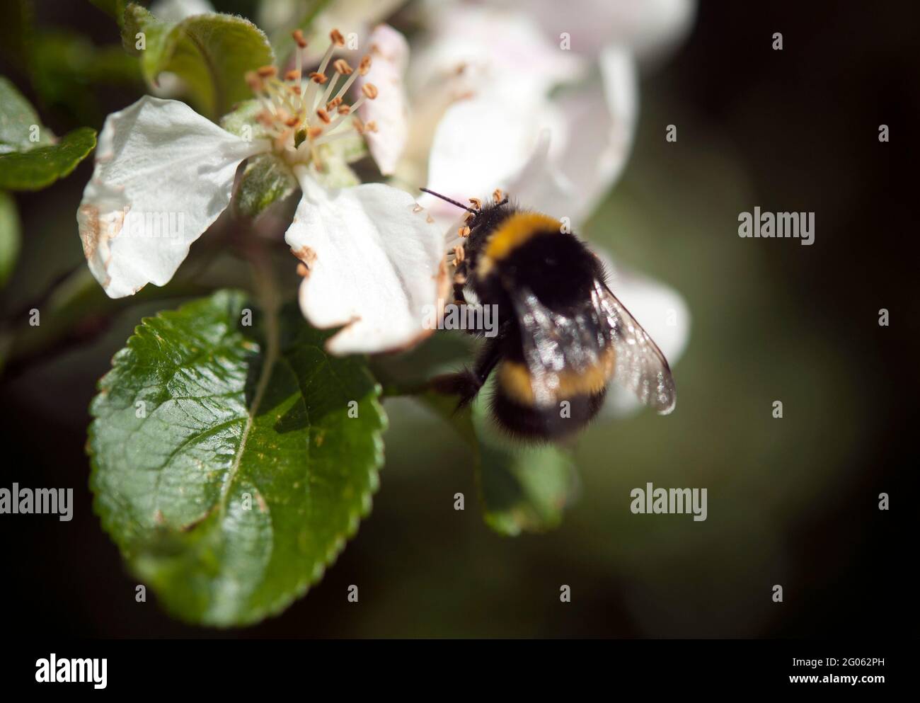 A bee collecting pollen in a flower, Kilbrannish South, County Carlow, south east Ireland, Europe Stock Photo