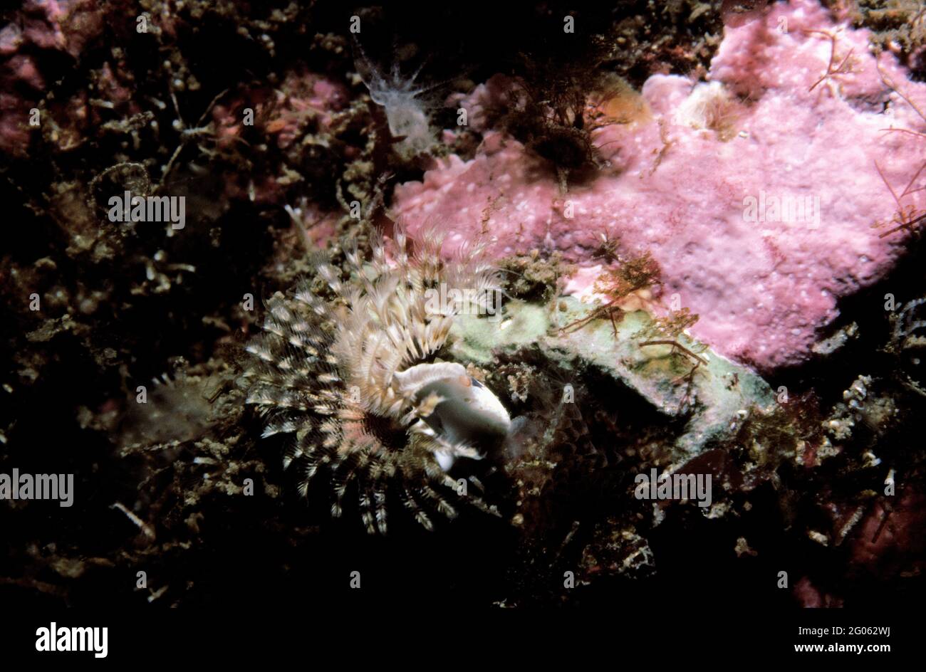 A keel worm (Pomatoceros triqueter) filter feeding, UK Stock Photo - Alamy