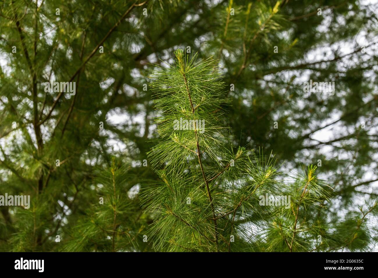 Top view pine tree trunk hi-res stock photography and images - Alamy