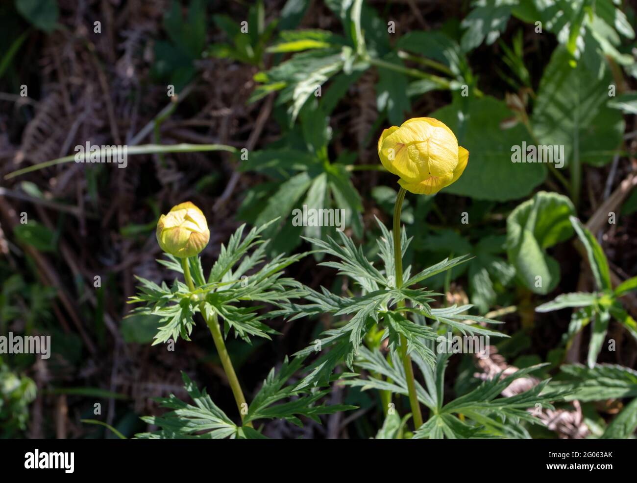 Trollius europaeus the globeflower bright yellow globe shaped flowers on the spring meadow. Perennial flowering plant of the Ranunculaceae family. Stock Photo