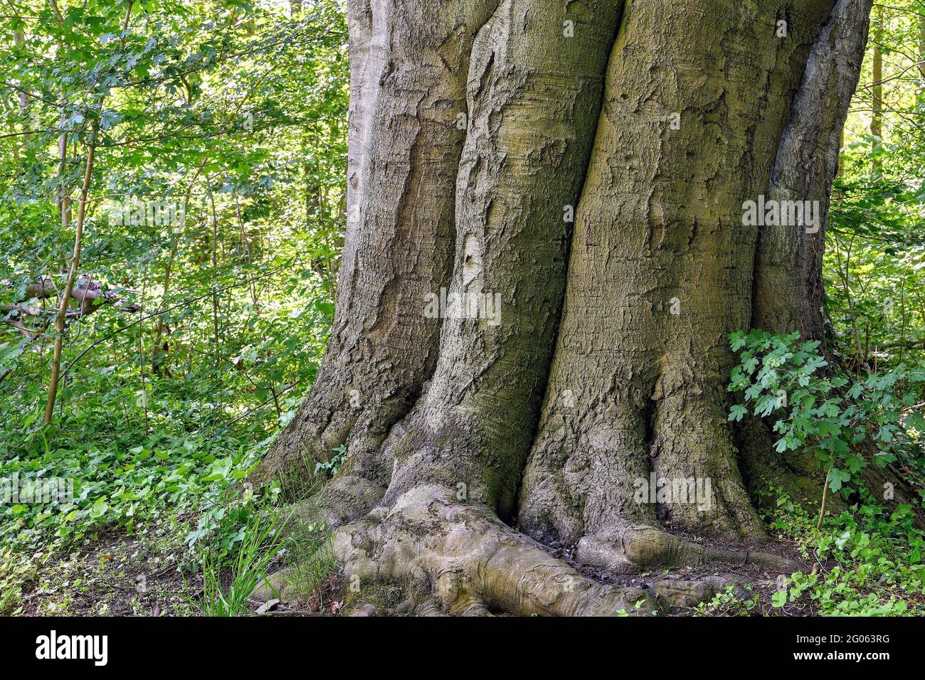 Copper beech tree roots hires stock photography and images Alamy