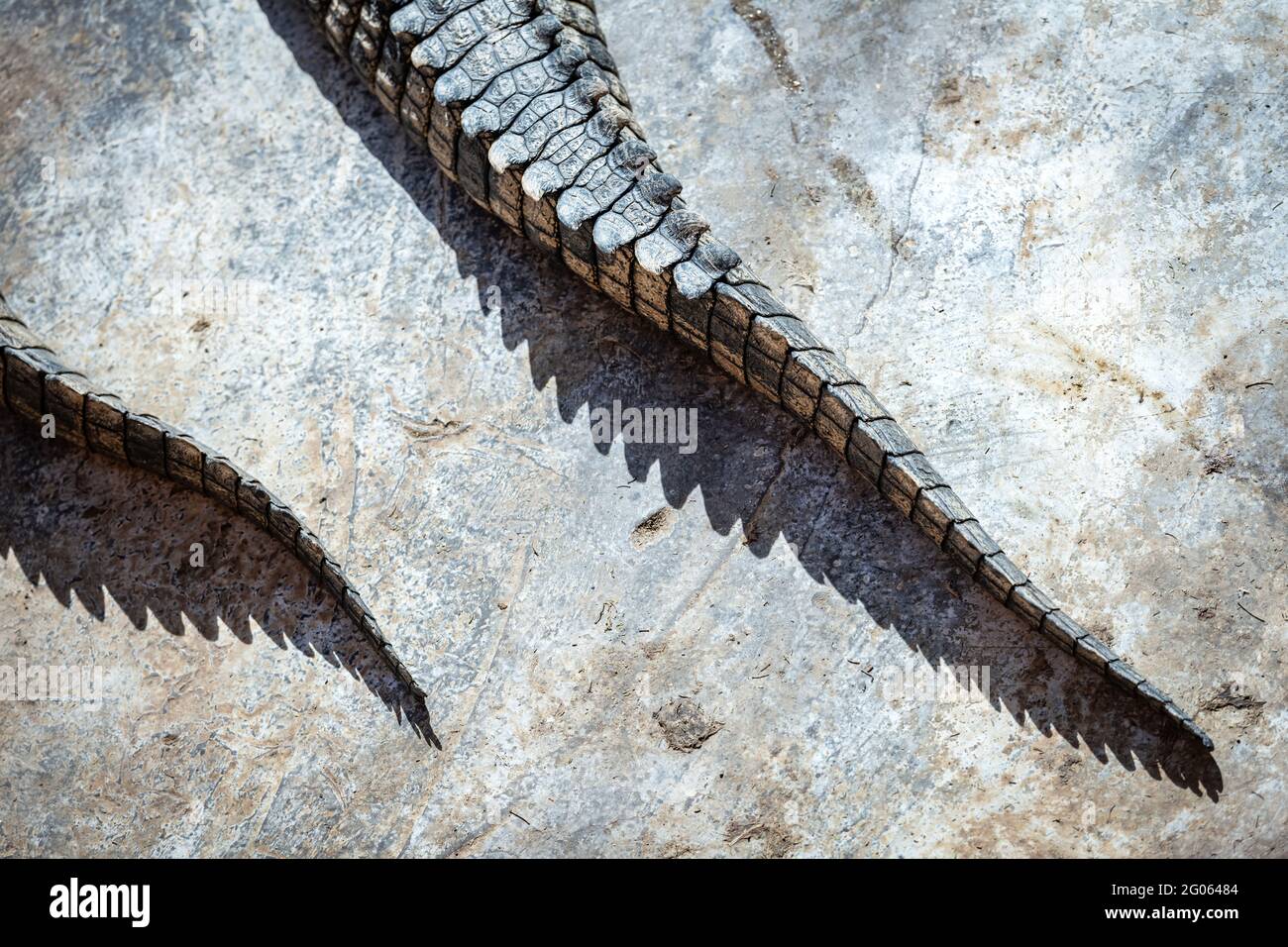 Close-up of crocodile skin - abstract nature organic texture background. Wildlife photography Stock Photo