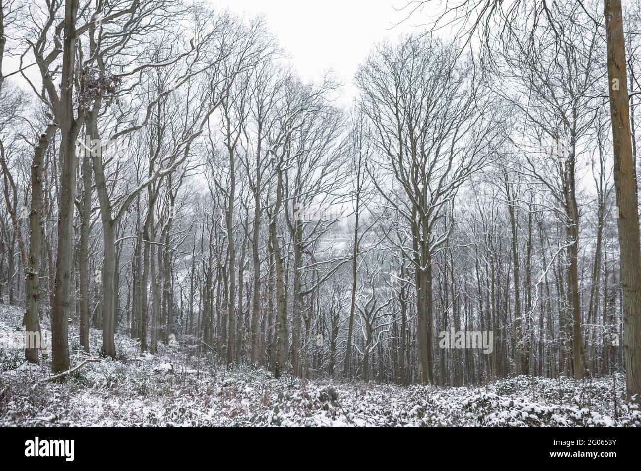 Snowy woodland path in Winter Stock Photo