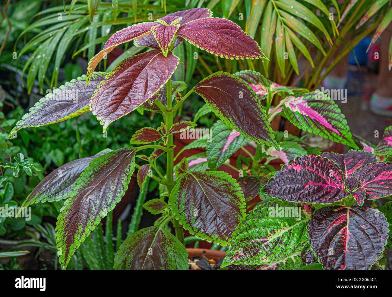 Plant coleus or mantle just after the rain Stock Photo