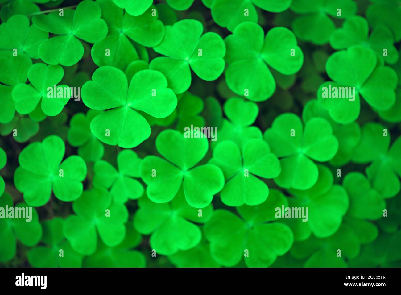 Green clover leaves closeup. Nature background Stock Photo